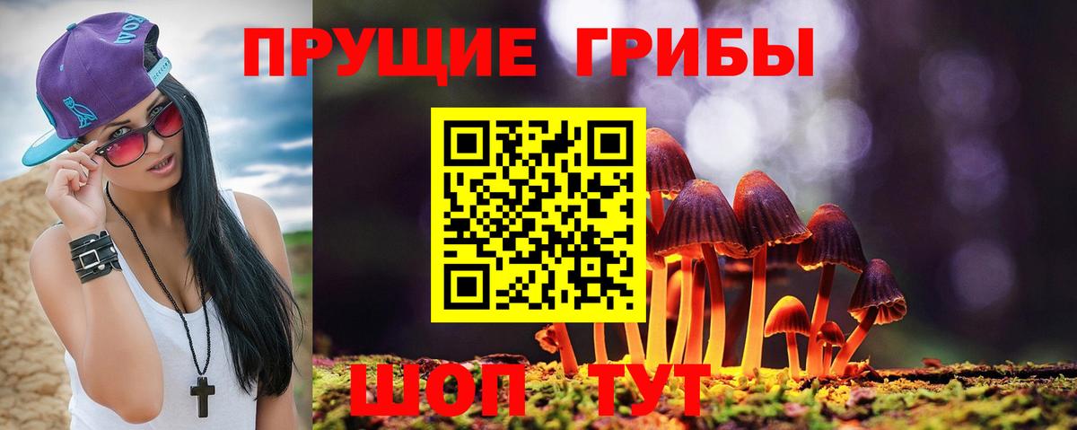 Галлюциногенные грибы Psilocybe Уссурийск